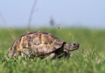 Morisk sköldpadda